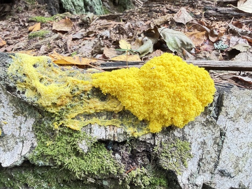 Dog Vomit Slime Mold