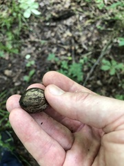 Carya myristiciformis
