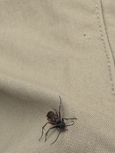 Red-legged Spider Wasp