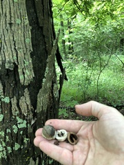 Carya myristiciformis