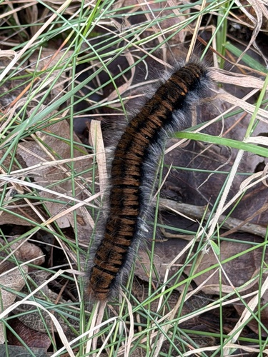 Fox Moth