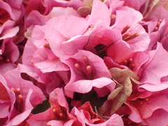 Bougainvillea