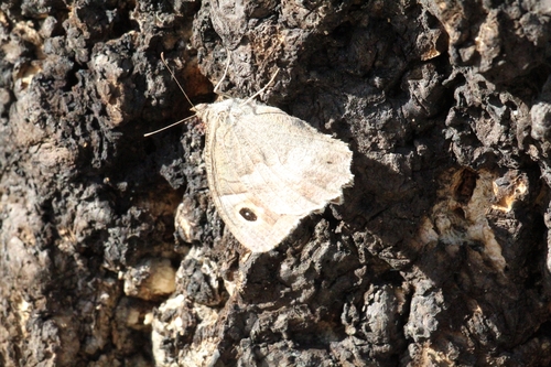 Tree Grayling