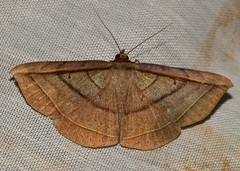 Entomogramma fautrix