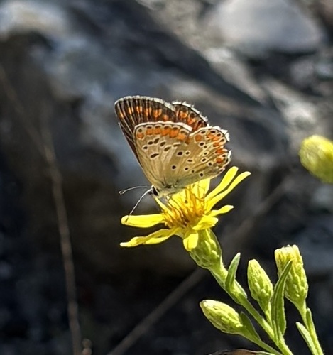 Brown Argus