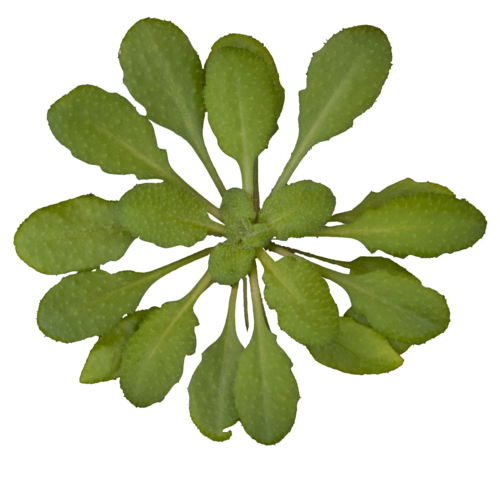 Arabidopsis thaliana