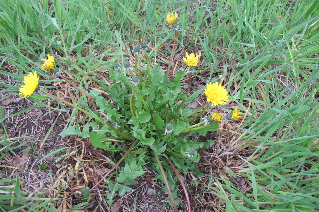 pretty-leaved dandelion