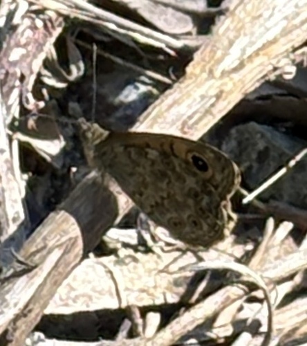 Wall Brown