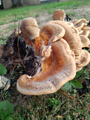 Giant Polypore