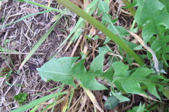 Taraxacum hemicyclum