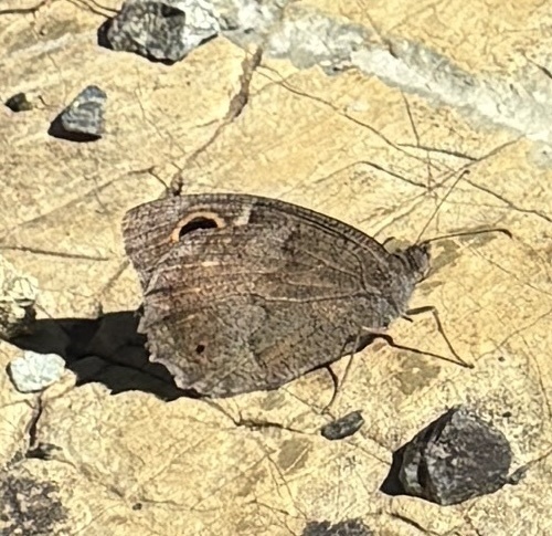 Tree Grayling