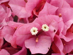 Bougainvillea