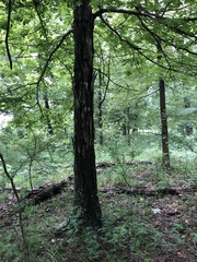 Carya myristiciformis