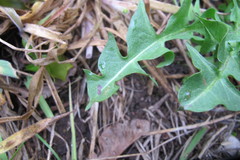 Taraxacum hemicyclum