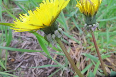 Taraxacum hemicyclum