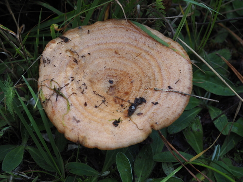 Lactarius deliciosus — no rights reserved