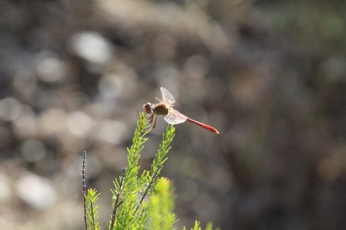 Southern Darter