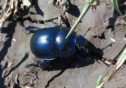Springtime Dung Beetle