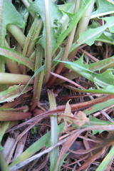 Taraxacum hemicyclum