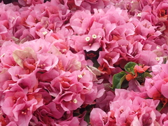 Bougainvillea