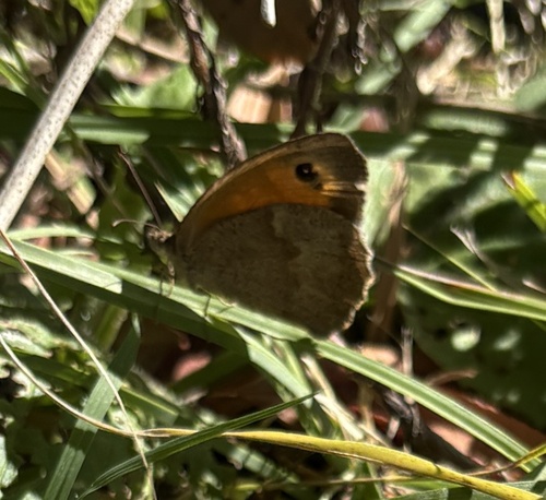 Meadow Brown