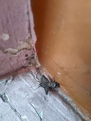 House Cricket