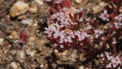 Chorizanthe leptotheca