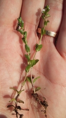Veronica serpyllifolia serpyllifolia