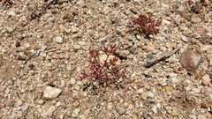 Chorizanthe leptotheca