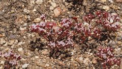 Chorizanthe leptotheca