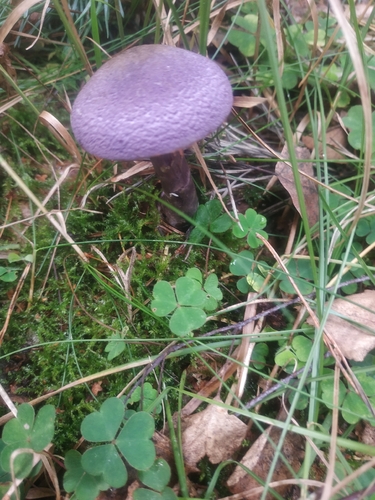 violet webcap