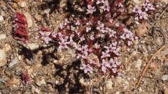 Chorizanthe leptotheca