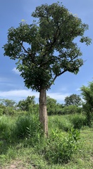 Vitex doniana