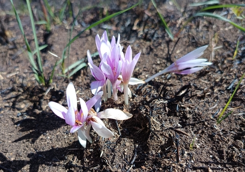Autumn Crocus