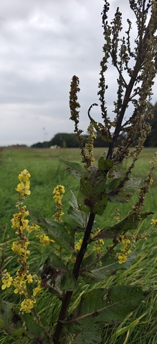 Dark Mullein