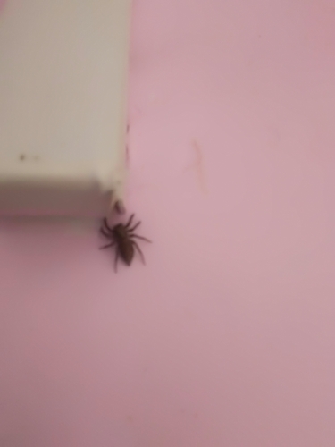 Adanson's House Jumper
