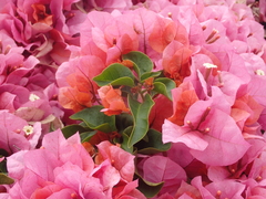 Bougainvillea