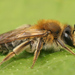 Coppice Mining Bee - Photo (c) 2012 Henk Wallays, some rights reserved (CC BY-NC)