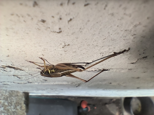 Roesel's Bush-cricket