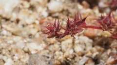 Chorizanthe polygonoides longispina