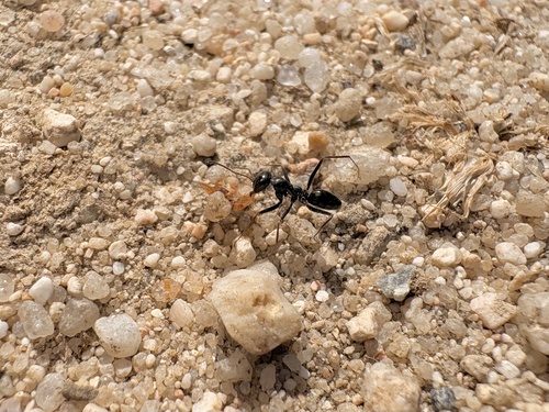 Cataglyphis mater