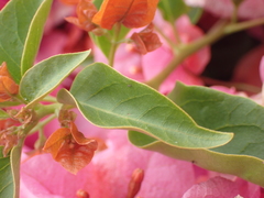 Bougainvillea