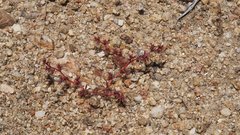 Chorizanthe polygonoides longispina