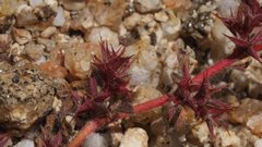 Chorizanthe polygonoides longispina