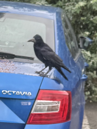 Rook