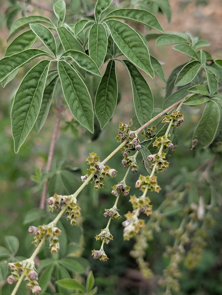 Vitex microphylla (Vitex microphylla)
