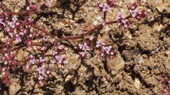 Chorizanthe leptotheca