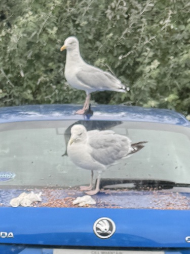 European Herring Gull
