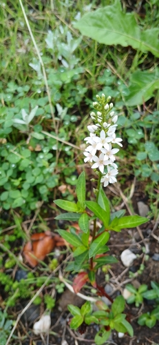 Lysimachia clethroides observed 2026-09-13