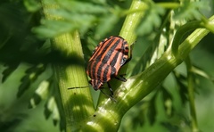 Graphosoma
